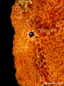 Frog Eye
Canon G9 + Nikonos SB 105 by Andy Chan 